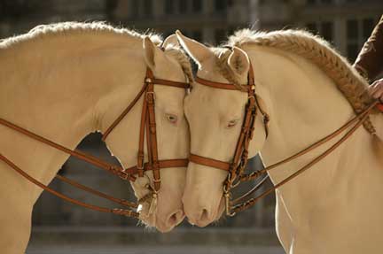 chevaux