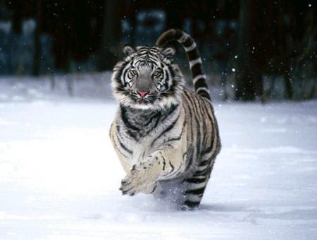 tigre