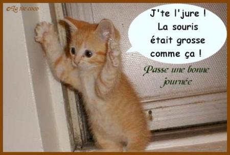 chaton menteur