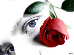 rose