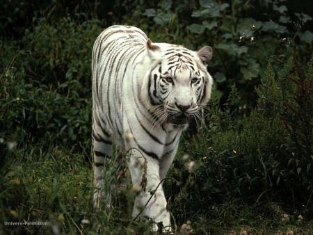 tigre