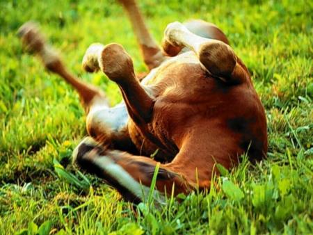 poulain
