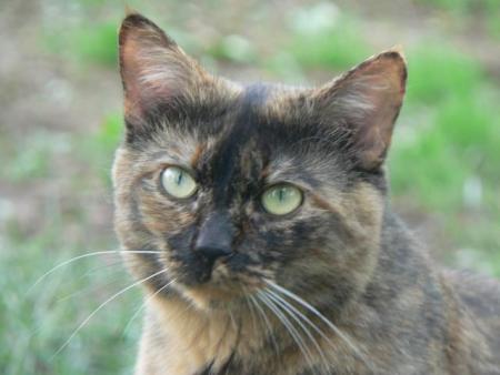miaou