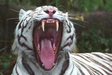 fait moi voire tes dents !!!