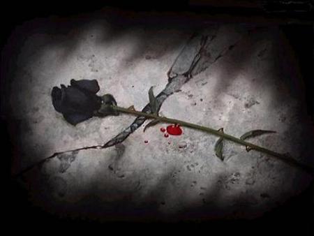 rose noire